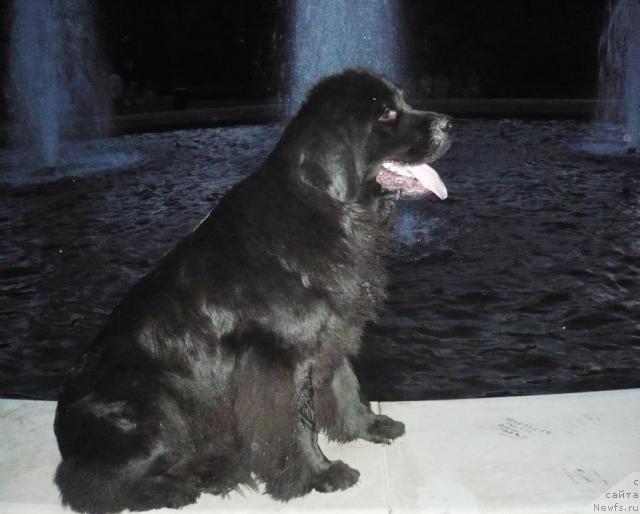 Фото: ньюфаундленд Undina Bell-Ail ot Tsatsyby (Ундина Белл-Айл от Цацибы)