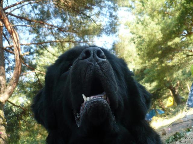 Фото: ньюфаундленд Undina Bell-Ail ot Tsatsyby (Ундина Белл-Айл от Цацибы)