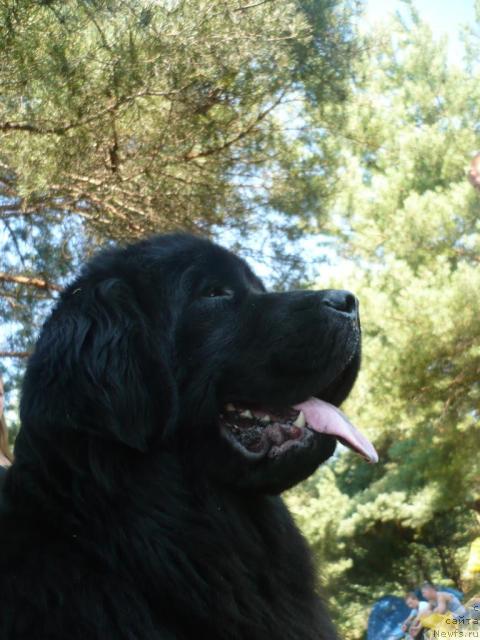 Фото: ньюфаундленд Undina Bell-Ail ot Tsatsyby (Ундина Белл-Айл от Цацибы)