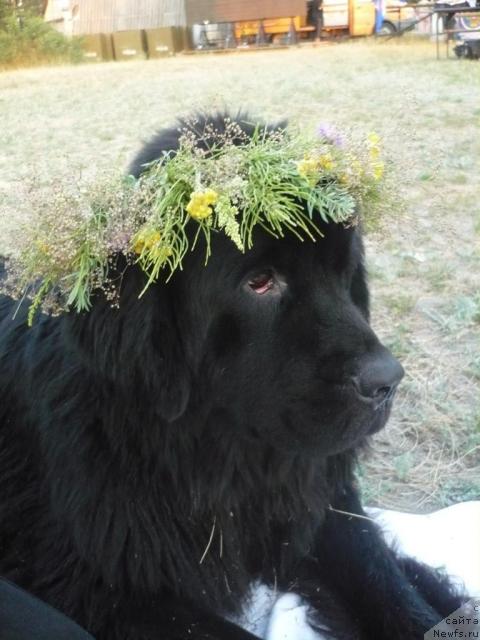 Фото: ньюфаундленд Undina Bell-Ail ot Tsatsyby (Ундина Белл-Айл от Цацибы)