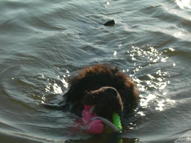 Фото: ньюфаундленд Adel Anois (Адель Аноис)