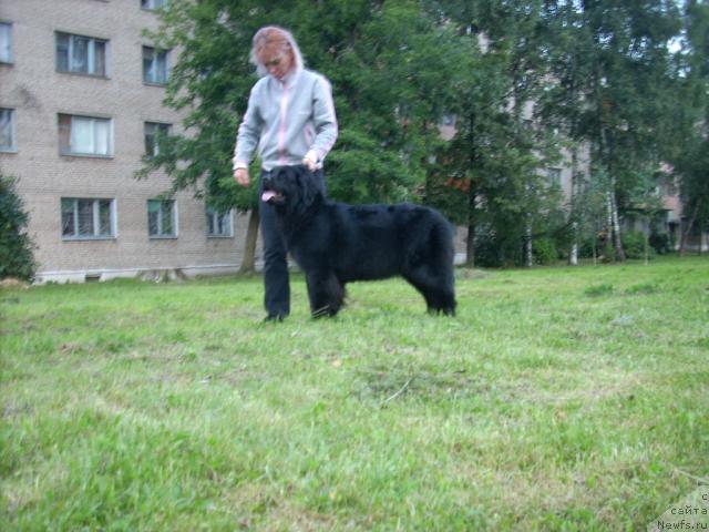 Фото: ньюфаундленд Polyarnaya Nochka (Полярная Ночка), Valentina Stepanova (Валентина Степанова)