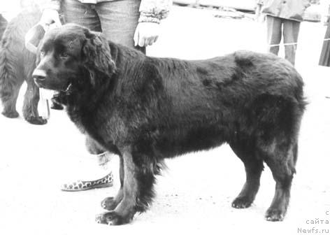 Фото: ньюфаундленд CHerri Odaj (Черри Одаж)