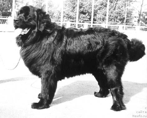 Фото: ньюфаундленд Sanda Ols (Санда Олс)