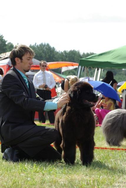 Фото: ньюфаундленд Fairweathers Rendition, Thomas Wastiaux