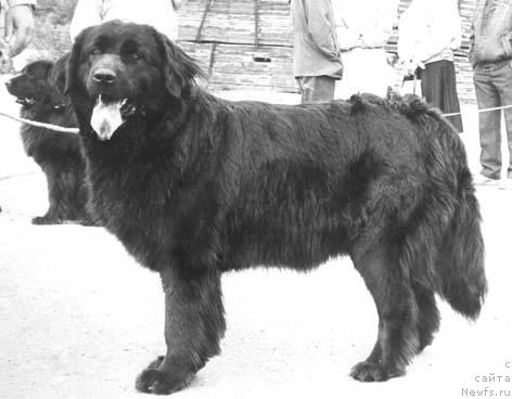 Фото: ньюфаундленд Arabella Aldart (Арабелла Алдарт)
