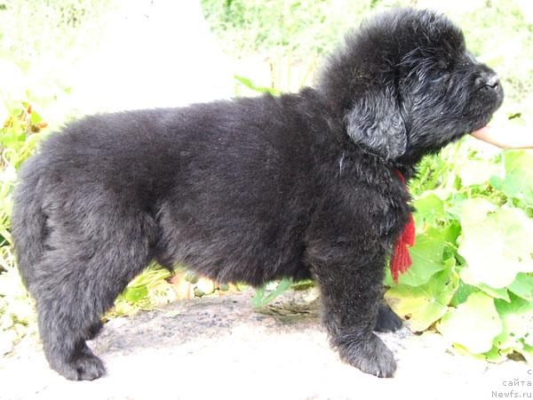 Фото: ньюфаундленд Plyushevaya Panda Realiti SHou (Плюшевая Панда Реалити Шоу)