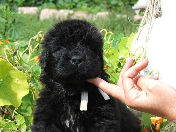 Фото: ньюфаундленд Plyushevaya Panda Rossich (Плюшевая Панда Россич)