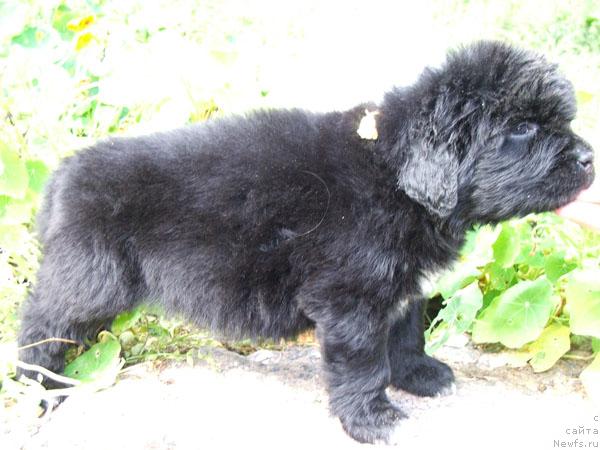 Фото: ньюфаундленд Plyushevaya Panda Romans dlya Tebya (Плюшевая Панда Романс для Тебя)