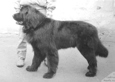 Фото: ньюфаундленд Garun Gredji Dayver (Гарун Греджи Дайвер)