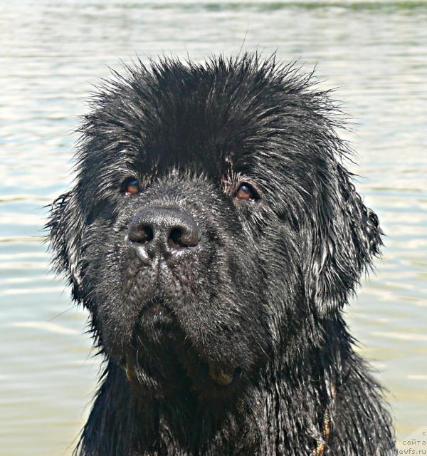 Фото: ньюфаундленд Skippers Secret Agent For Donat's Pride