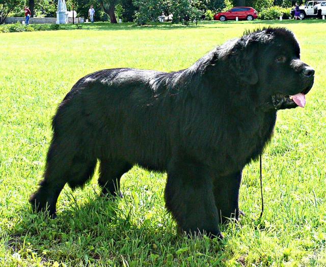 Фото: ньюфаундленд Skippers Secret Agent For Donat's Pride