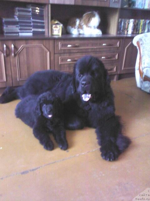 Фото: ньюфаундленд Vincent iz Medvejyego Yara (Винсент из Медвежьего Яра)