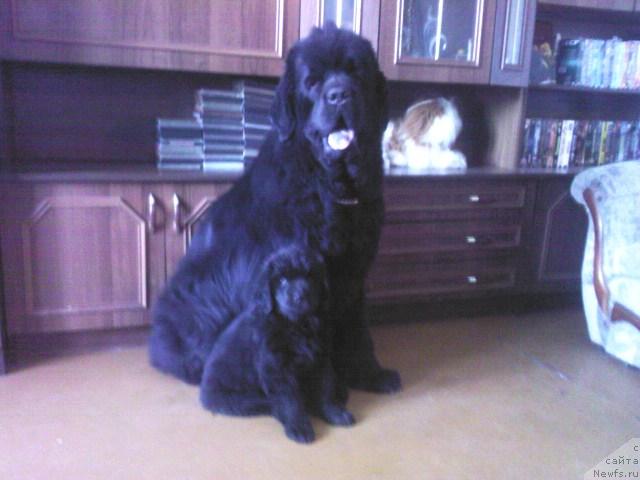 Фото: ньюфаундленд Vincent iz Medvejyego Yara (Винсент из Медвежьего Яра)