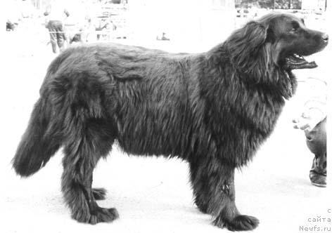 Фото: ньюфаундленд Zlota SHeri Lel' (Злота Шери Лель)