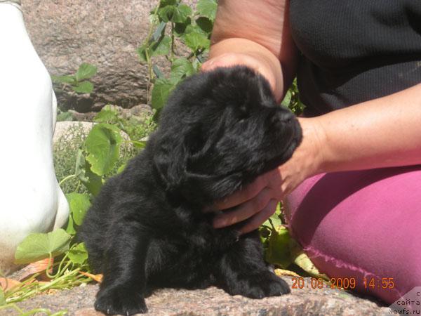 Фото: ньюфаундленд Plyushevaya Panda Rebeka (Плюшевая Панда Ребека)