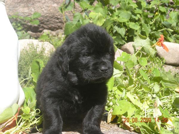 Фото: ньюфаундленд Plyushevaya Panda Rebeka (Плюшевая Панда Ребека)