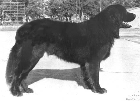 Фото: ньюфаундленд Zou Ryem Djervik (Зоу Рэм Джервик)