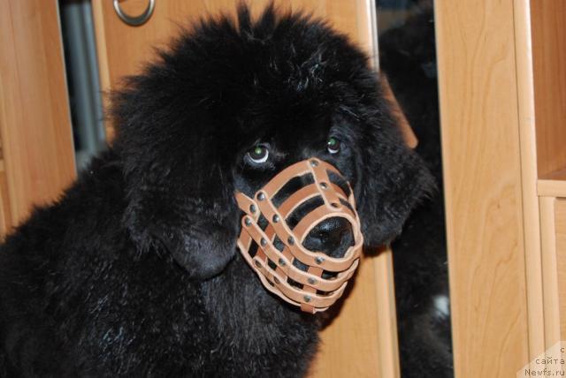 Фото: ньюфаундленд Formula Lyubvi ot Sibirskogo Medvedya (Формула Любви от Сибирского Медведя)