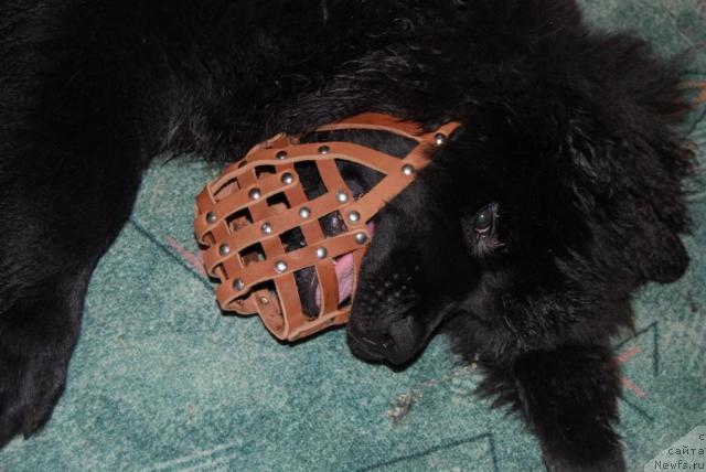 Фото: ньюфаундленд Formula Lyubvi ot Sibirskogo Medvedya (Формула Любви от Сибирского Медведя)