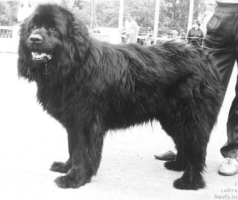 Фото: ньюфаундленд Prayk Ols (Прайк Олс)