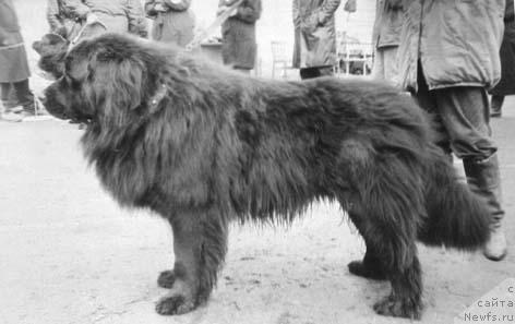 Фото: ньюфаундленд V'Grant YAr Vay (В'Грант Яр Вай)