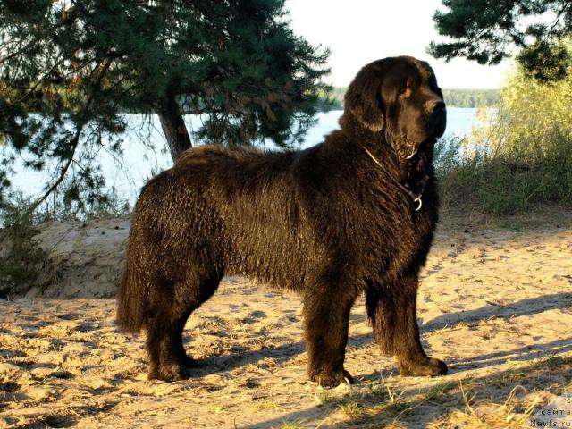 Фото: ньюфаундленд Akim iz Volotova (Аким из Волотова)