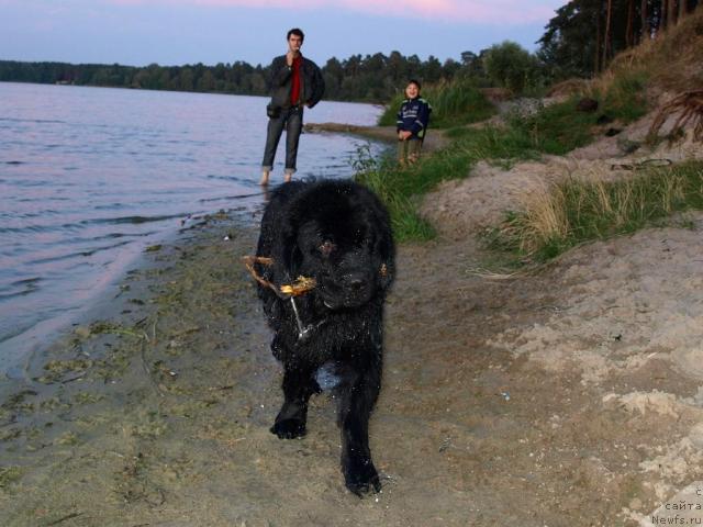 Фото: ньюфаундленд Akim iz Volotova (Аким из Волотова)