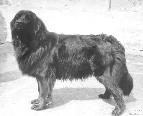 Фото: ньюфаундленд Gabi Palvi of Layf Seyver (Габи Палви оф Лайф Сейвер)