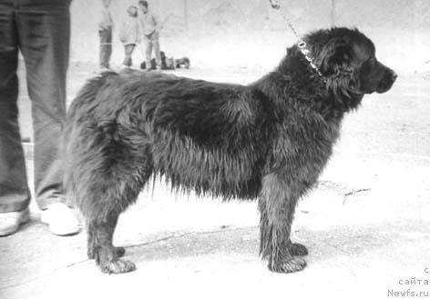 Фото: ньюфаундленд Ul'vi Paj of Layf Seyver (Ульви Паж оф Лайф Сейвер)