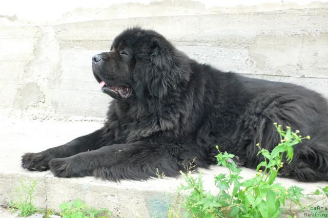 Фото: ньюфаундленд Super Premium Ameliya YEkshen (Супер Премиум Амелия Экшен)