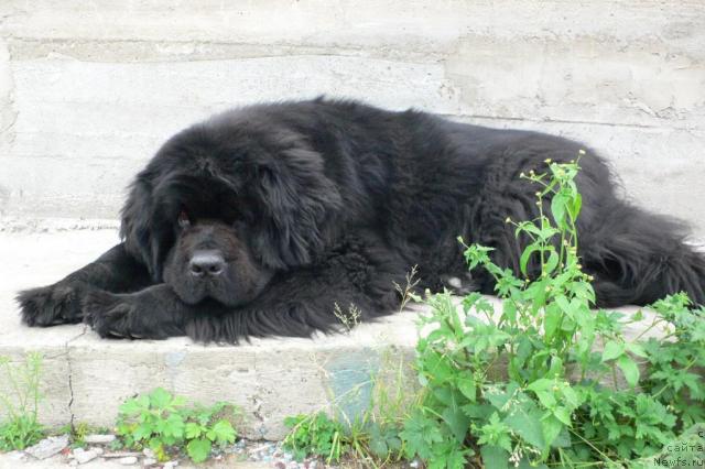 Фото: ньюфаундленд Super Premium Ameliya YEkshen (Супер Премиум Амелия Экшен)