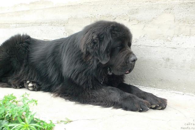 Фото: ньюфаундленд Veridan Zvezdnyiy Put' (Веридан Звездный Путь)