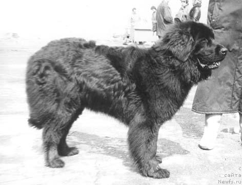 Фото: ньюфаундленд Ursula Klott SHemon (Урсула Клотт Шемон)