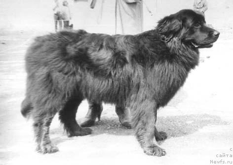 Фото: ньюфаундленд Vandelotta YUt Hari (Ванделотта Ют Хари)