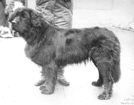 Фото: ньюфаундленд Luker'ya Delsand (Лукерья Делсанд)