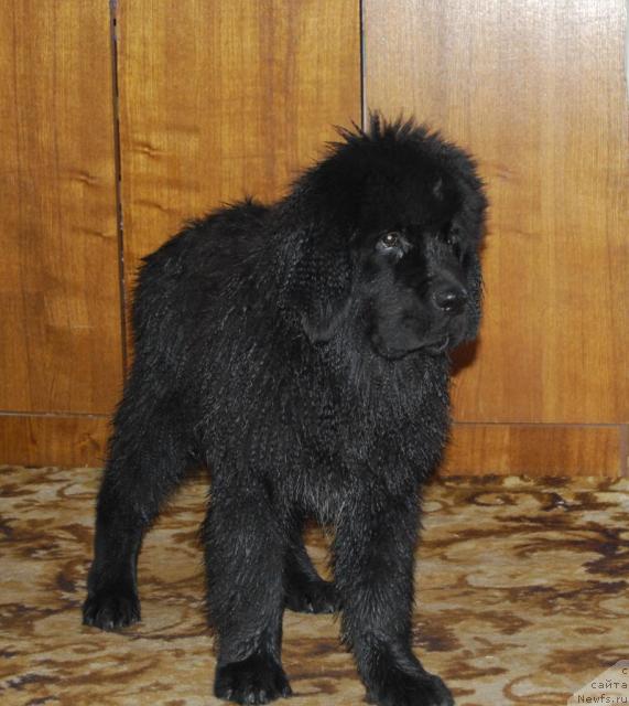 Фото: ньюфаундленд Formula Lyubvi ot Sibirskogo Medvedya (Формула Любви от Сибирского Медведя)