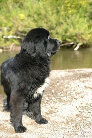 Фото: ньюфаундленд Lubimaya Moya s Berega Dona (Любимая Моя с Берега Дона)