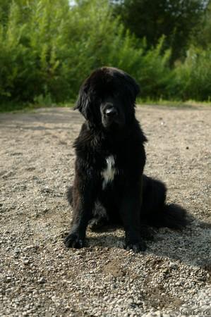 Фото: ньюфаундленд Lubimaya Moya s Berega Dona (Любимая Моя с Берега Дона)