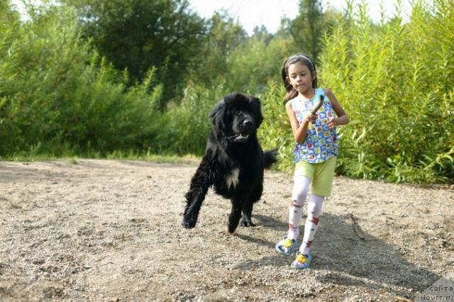 Фото: ньюфаундленд Lubimaya Moya s Berega Dona (Любимая Моя с Берега Дона)