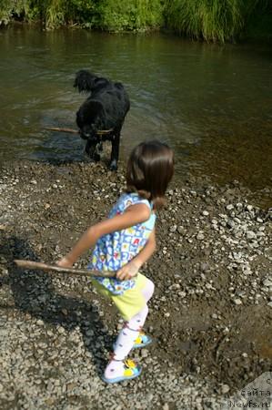 Фото: ньюфаундленд Lubimaya Moya s Berega Dona (Любимая Моя с Берега Дона)