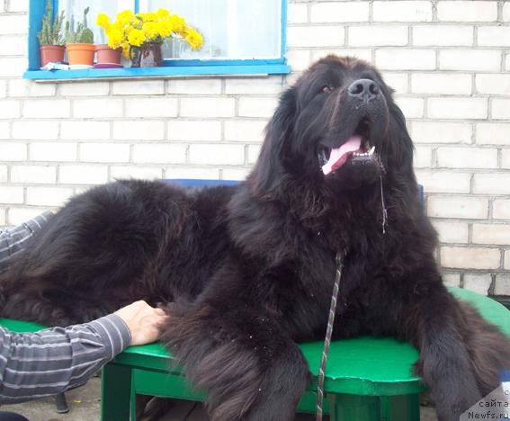 Фото: ньюфаундленд Kayra Rada (Кайра Рада)