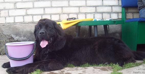 Фото: ньюфаундленд Kayra Rada (Кайра Рада)