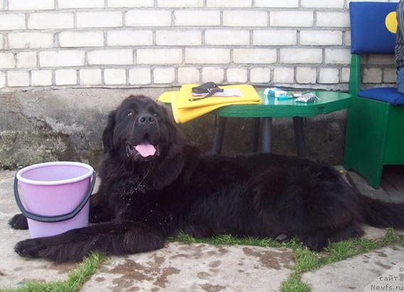 Фото: ньюфаундленд Kayra Rada (Кайра Рада)