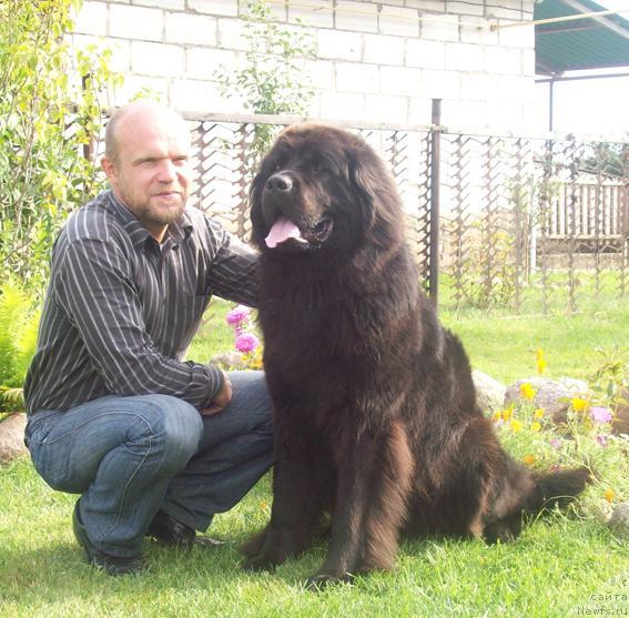 Фото: ньюфаундленд Kayra Rada (Кайра Рада), Сергей Толстой