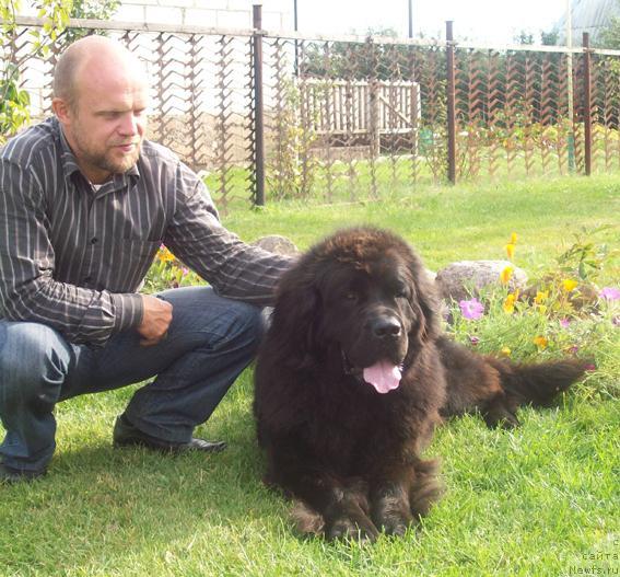 Фото: ньюфаундленд Kayra Rada (Кайра Рада), Сергей Толстой