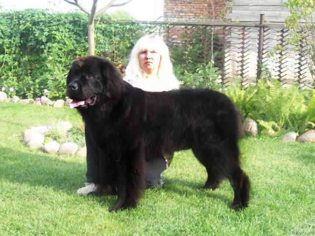 Фото: ньюфаундленд Kayra Rada (Кайра Рада), Anna Portnyakova (Анна Портнякова)