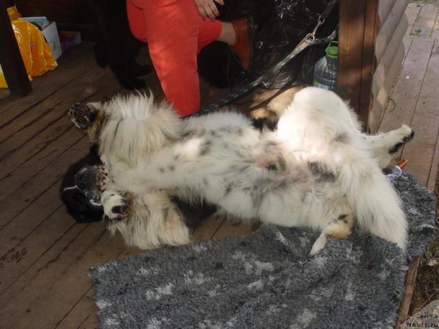 Фото: ньюфаундленд Kloofbears Lancelot for Sent Djons