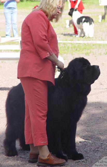 Фото: ньюфаундленд Kloofbears My Dream for Sent Djons, YUliya YAstrebova (Юлия Ястребова)