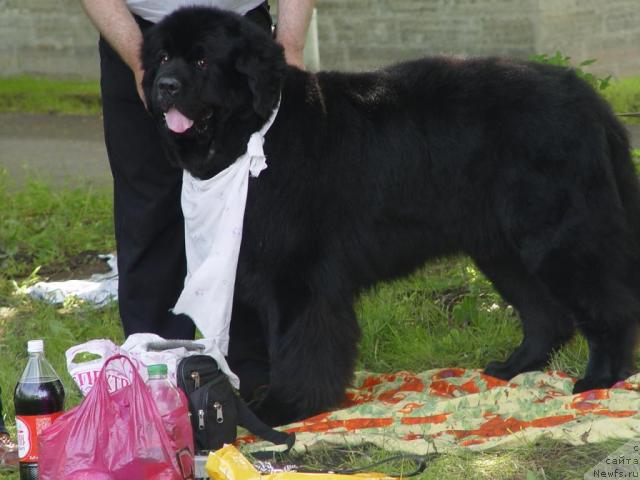 Фото: ньюфаундленд Smigar Persey Povelitel' Morey (Смигар Персей Повелитель Морей)